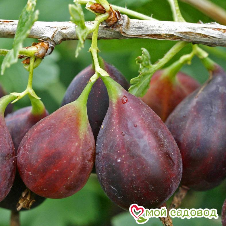 Крыжовник Грушенька Слабошиповатый