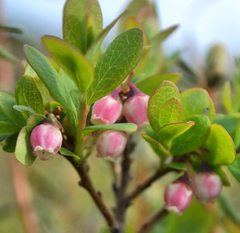 Голубика "Чандлер" (Двойной Урожай)