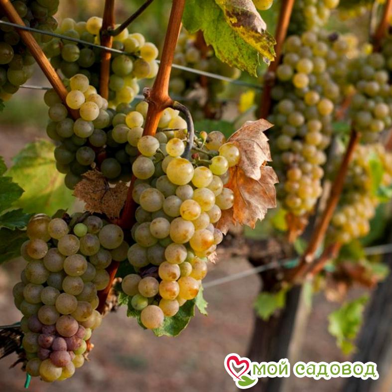 Виноград Фетяска мускатная