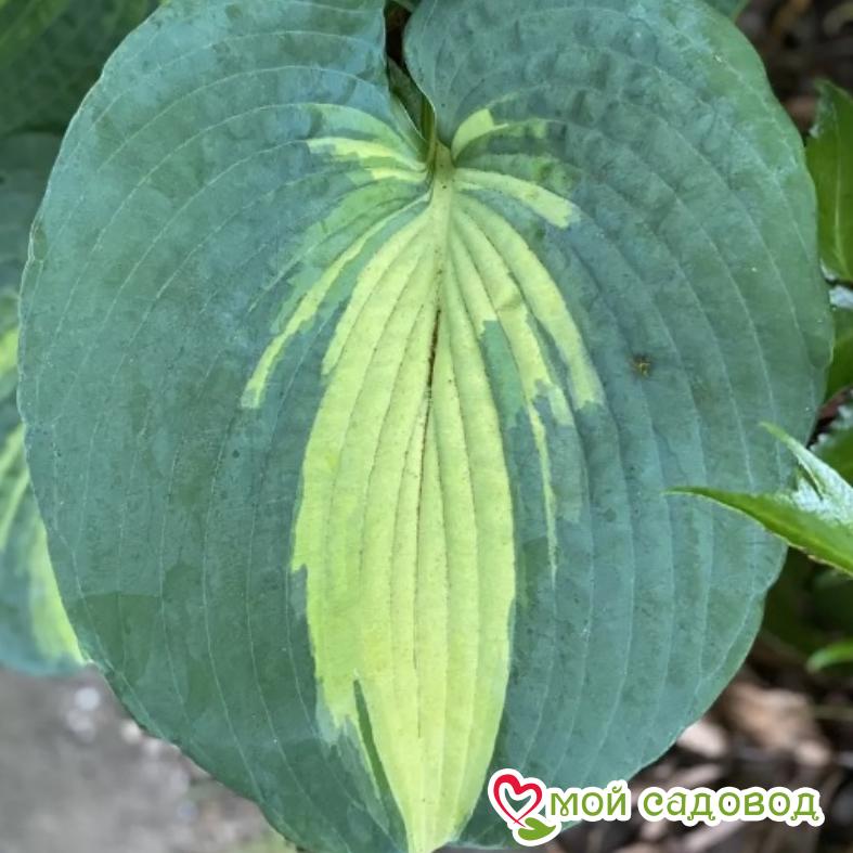 Хоста Дрим Куин (гибридная)