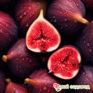 Инжир литтл Мисс Фигги