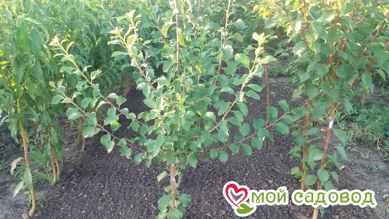 Слива Оленька колоновидная